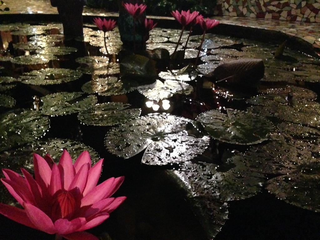The Lotus Garden Bed & Breakfast Puerto Princesa Exterior foto